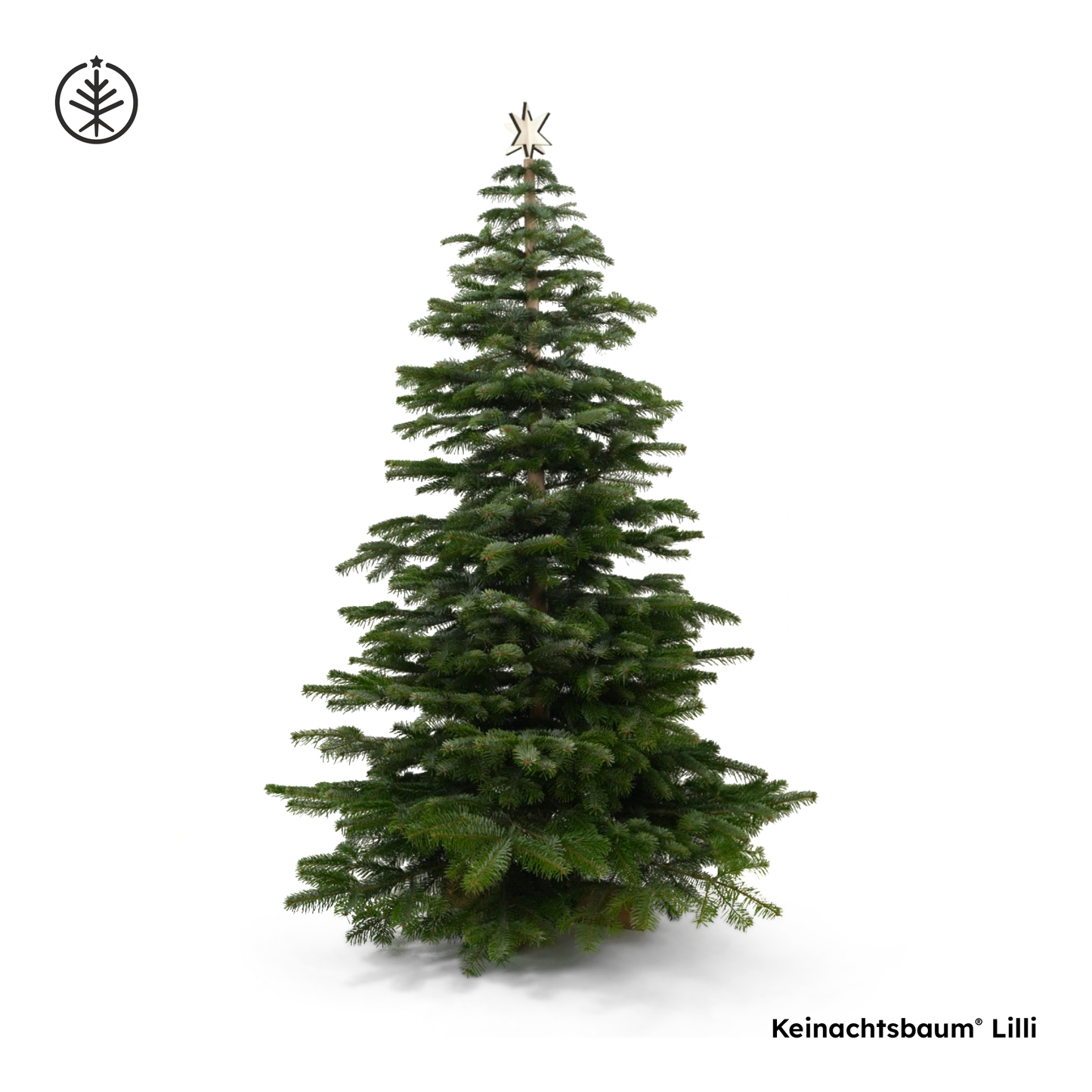 Keinachtsbaum® Lilli – Beechwood, 180 cm