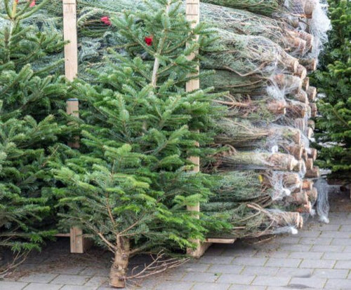 Against Felling Trees: Alternatives to the Classic Christmas Tree