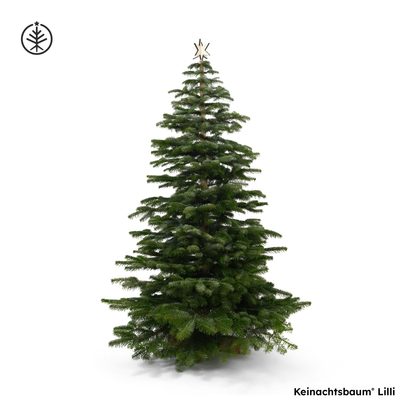 Keinachtsbaum® Lilli – Beechwood, 180 cm