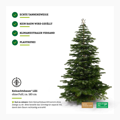 Bettertree® Lilli – Beechwood, 180 cm