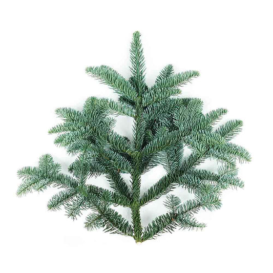 Noble Fir Branches: Premium Quality