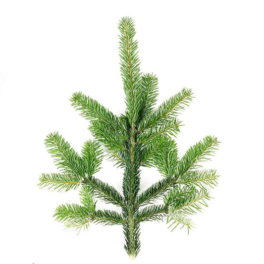 Nordmann Fir Branches: The Classic
