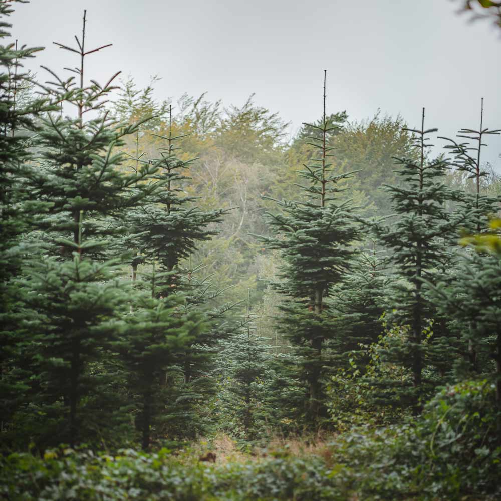 Noble Fir Branches: Premium Quality